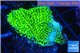 Montipora green & purple blue polyps 2-4 cm WYSIWYG acclimaté