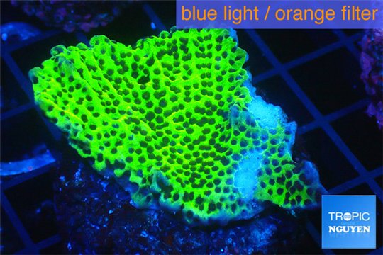 Montipora green & purple blue polyps 2-4 cm WYSIWYG acclimaté