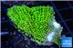 Montipora green & purple blue polyps 2-4 cm WYSIWYG acclimaté