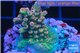 Acropora pink sunrise 3-4 cm WYSIWYG acclimaté