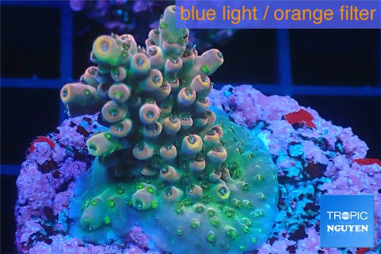 Acropora pink sunrise 3-4 cm WYSIWYG acclimaté