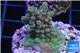 Acropora pink sunrise 3-4 cm WYSIWYG acclimaté