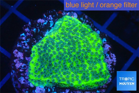 Montipora green & purple blue polyps 2-4 cm WYSIWYG acclimaté