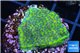 Montipora green & purple blue polyps 2-4 cm WYSIWYG acclimaté