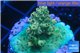 Acropora green gold 2-3 cm WYSIWYG acclimaté