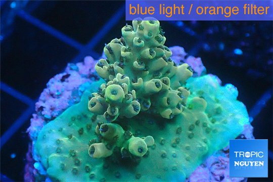 Acropora green gold 2-3 cm WYSIWYG acclimaté
