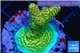 Acropora gold Indonesia 2-3 cm WYSIWYG acclimaté