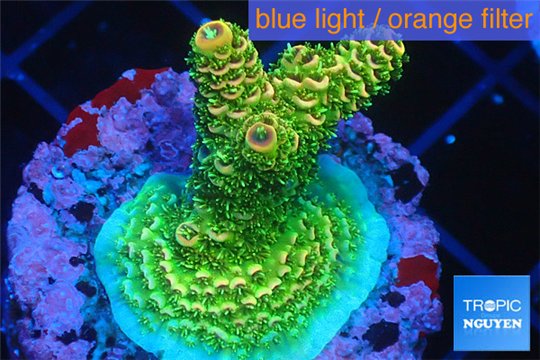 Acropora gold Indonesia 2-3 cm WYSIWYG acclimaté