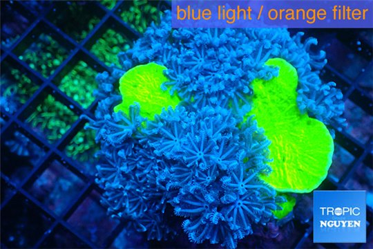 Xenia blue 5-7 cm WYSIWYG acclimaté