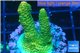 Acropora gold Indonesia 2-4 cm WYSIWYG acclimaté