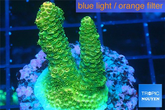 Acropora gold Indonesia 2-4 cm WYSIWYG acclimaté