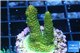 Acropora gold Indonesia 2-4 cm WYSIWYG acclimaté