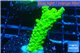 Acropora full neon green 2-3 cm WYSIWYG acclimaté