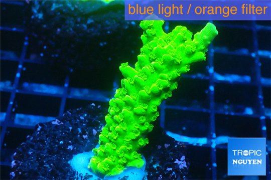 Acropora full neon green 2-3 cm WYSIWYG acclimaté