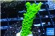 Acropora full neon green 2-3 cm WYSIWYG acclimaté