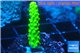 Acropora full neon green 2-3 cm WYSIWYG acclimaté
