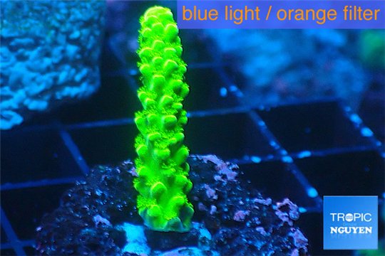 Acropora full neon green 2-3 cm WYSIWYG acclimaté