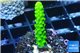 Acropora full neon green 2-3 cm WYSIWYG acclimaté