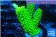 Acropora full neon green 2-4 cm WYSIWYG acclimaté