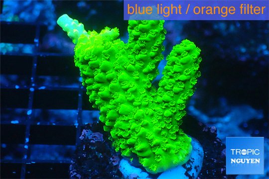 Acropora full neon green 2-4 cm WYSIWYG acclimaté