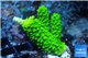 Acropora full neon green 2-4 cm WYSIWYG acclimaté