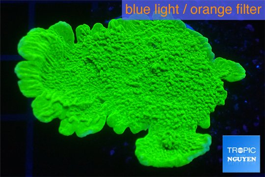 Montipora green cap 3-4 cm WYSIWYG acclimaté