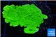 Montipora green cap 3-4 cm WYSIWYG acclimaté