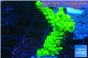 Acropora full neon green 2-4 cm WYSIWYG acclimaté