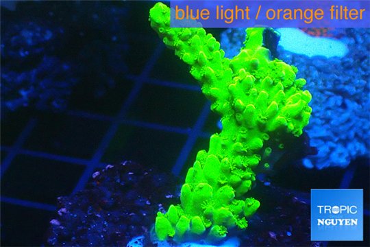 Acropora full neon green 2-4 cm WYSIWYG acclimaté