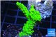Acropora full neon green 2-4 cm WYSIWYG acclimaté