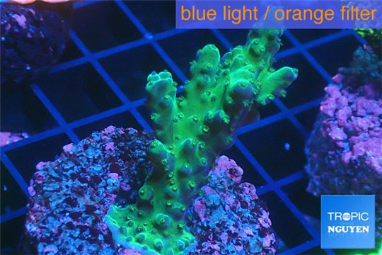 Acropora green purple 2-4 cm WYSIWYG acclimaté