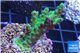 Acropora green purple 2-4 cm WYSIWYG acclimaté