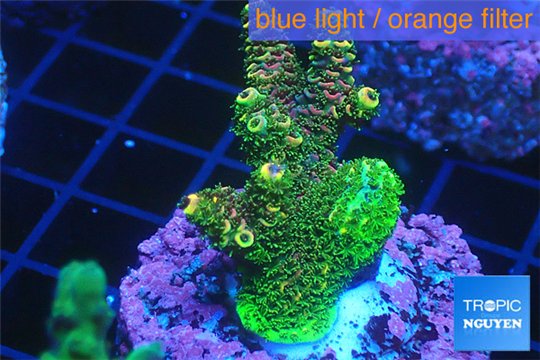 Acropora pink & green 3-4 cm WYSIWYG acclimaté