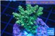 Acropora green purple 3-4 cm WYSIWYG acclimaté