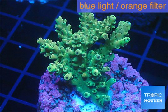 Acropora green purple 3-4 cm WYSIWYG acclimaté