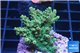 Acropora green purple 3-4 cm WYSIWYG acclimaté