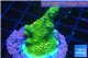 Acropora gold Indonesia 2-4 cm WYSIWYG acclimaté