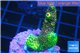 Acropora pink & green 3-4 cm WYSIWYG acclimaté