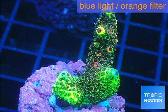 Acropora pink & green 3-4 cm WYSIWYG acclimaté
