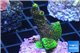 Acropora pink & green 3-4 cm WYSIWYG acclimaté