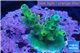 Acropora green & blue tip 1-3 cm WYSIWYG acclimaté