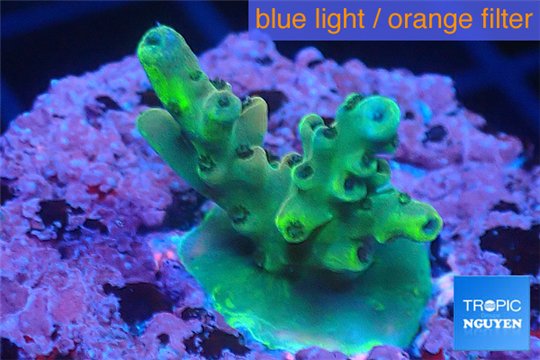 Acropora green & blue tip 1-3 cm WYSIWYG acclimaté