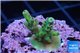 Acropora green & blue tip 1-3 cm WYSIWYG acclimaté