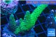 Acropora green purple 3-4 cm WYSIWYG acclimaté