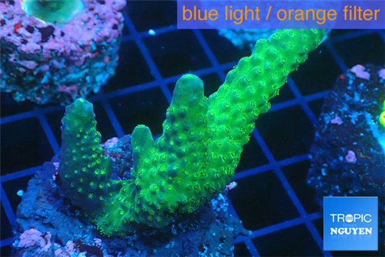 Acropora green purple 3-4 cm WYSIWYG acclimaté