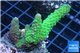 Acropora green purple 3-4 cm WYSIWYG acclimaté