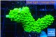 Acropora full neon green 2-4 cm WYSIWYG acclimaté