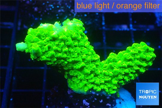 Acropora full neon green 2-4 cm WYSIWYG acclimaté