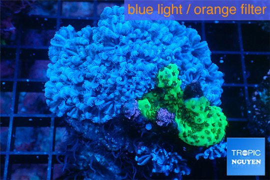 Xenia blue 4-6 cm WYSIWYG acclimaté