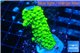 Acropora full neon green 3-4 cm WYSIWYG acclimaté